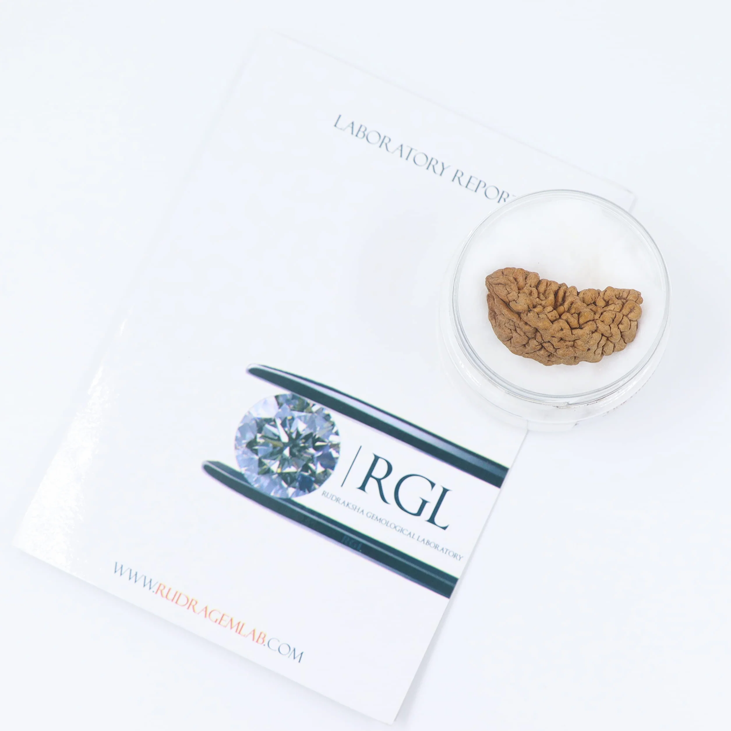 1 Mukhi Rudraksha z certyfikatem autentyczności (Elite Range)