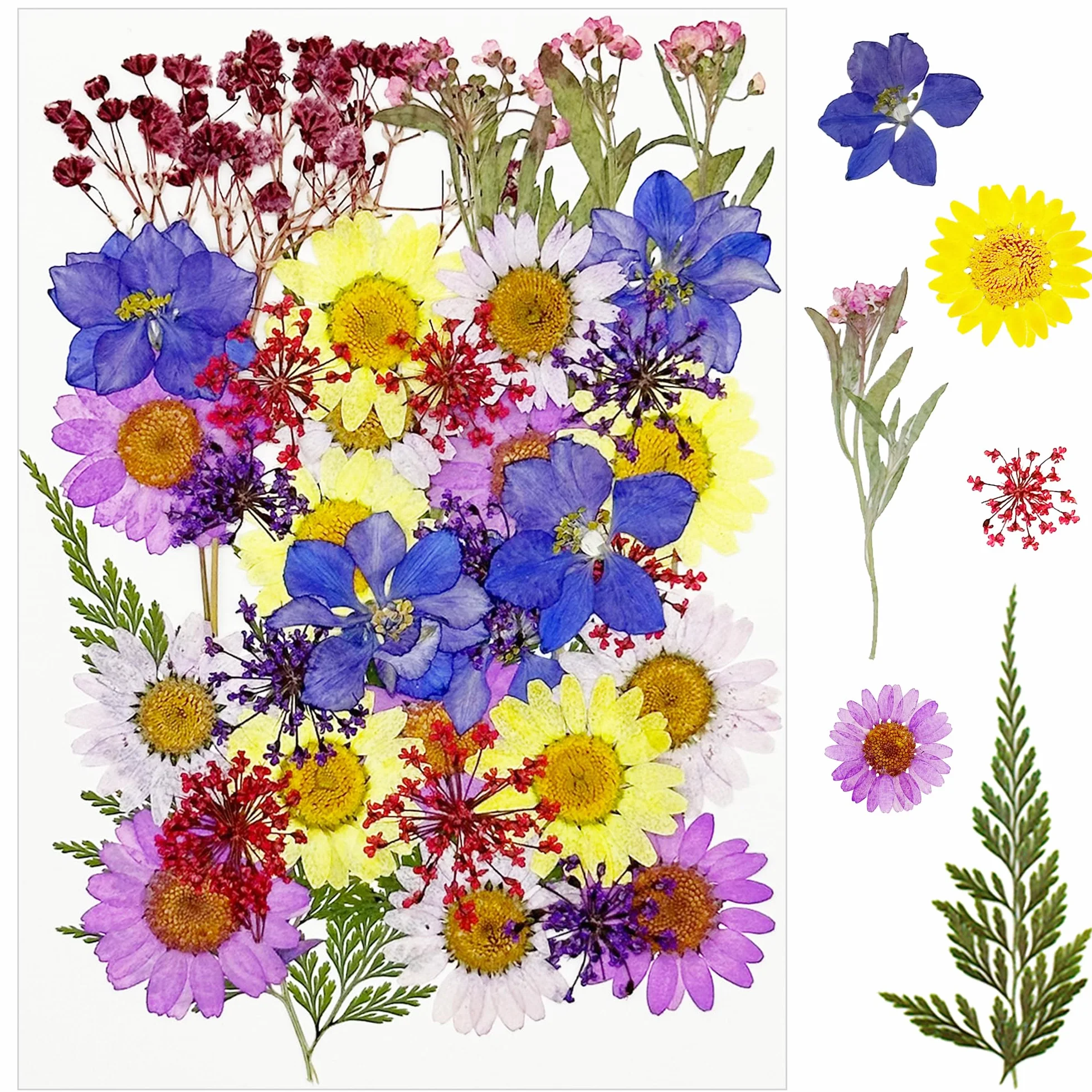 Cayway Naturalne suszone kwiaty, prasowane kwiaty, kolorowe kwiaty z żywicy, prawdziwe prasowane kwiaty do scrapbookingu, rękodzieła artystycznego, biżuterii z żywicy epoksydowej, materiałów do