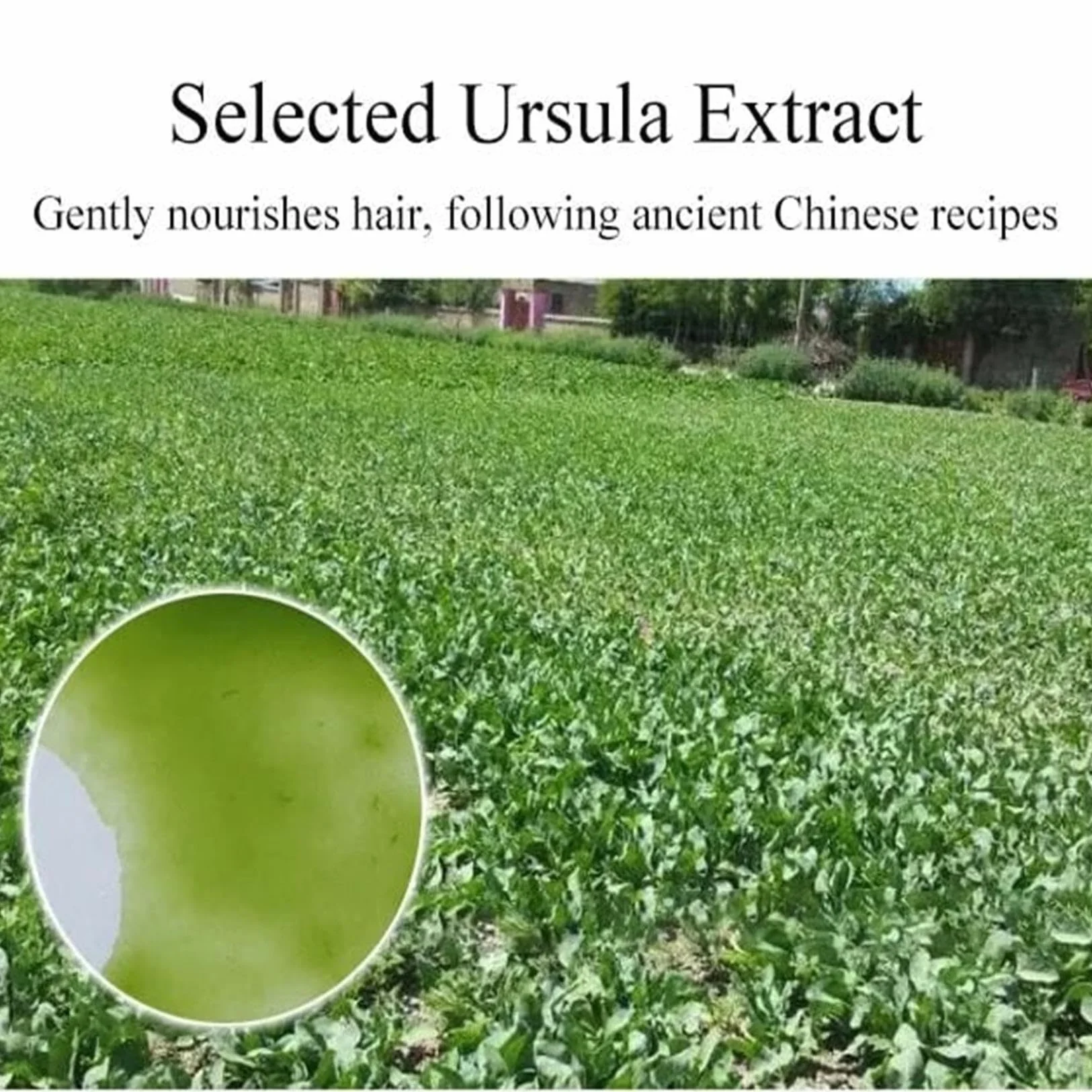 Ekstrakt z trawy Usma z Xinjiangu, serum do wzrostu brwi, pielęgnacja trawy Usma, płyn do wzrostu rzęsek do grubych brwi, długich rzęs, wzrostu brody i pełnej linii włosów (1 sztuka)
