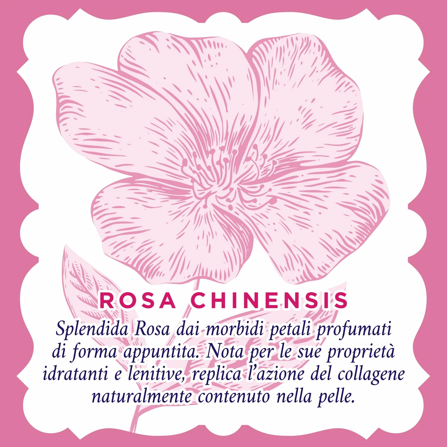 Acqua alle Rose Łagodna woda micelarna do skóry wrażliwej, do makijażu i oczyszczania twarzy, oczu i ust, z ekstraktem z róży Chinensis, który chroni skórę przed czynnikami zewnętrznymi, bez