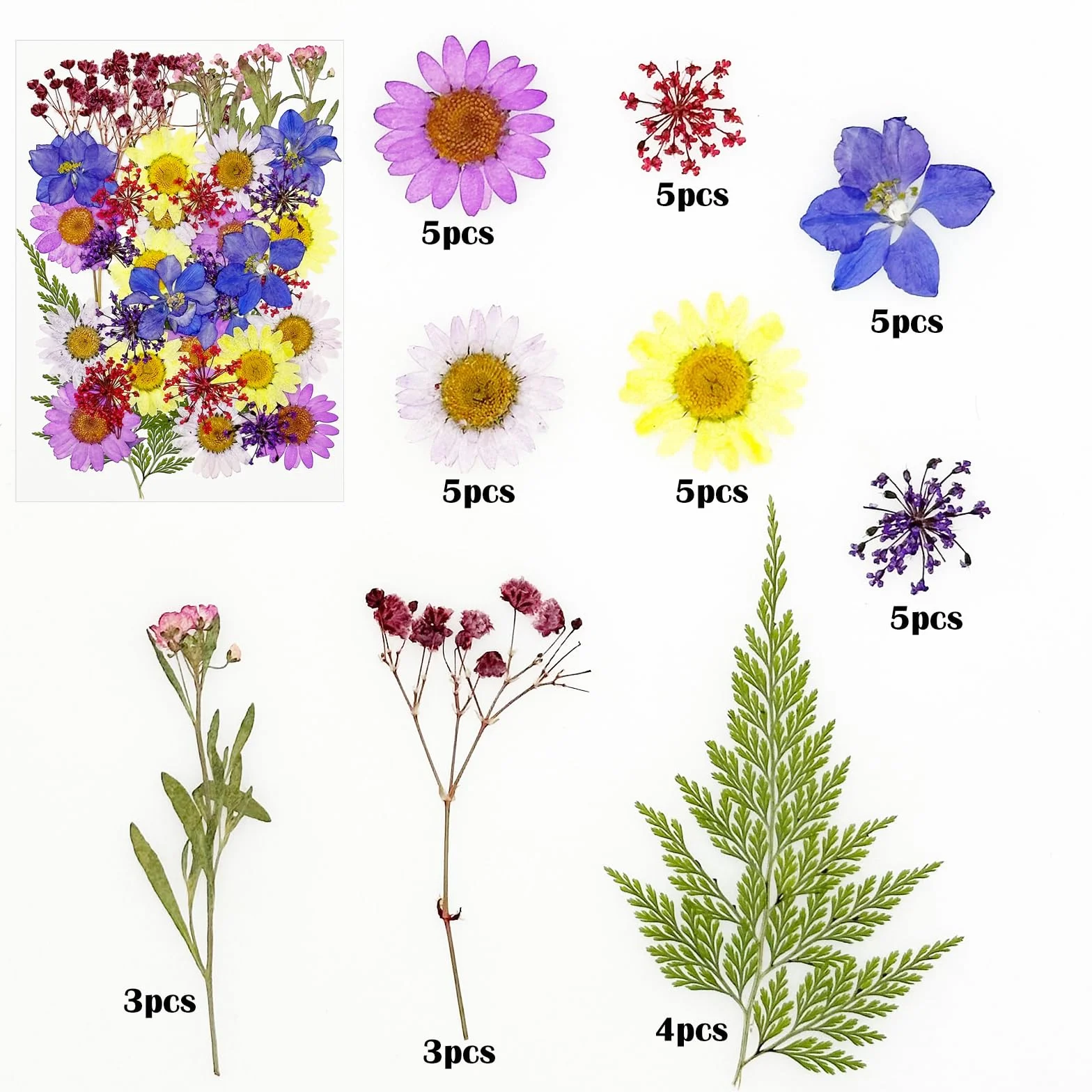 Cayway Naturalne suszone kwiaty, prasowane kwiaty, kolorowe kwiaty z żywicy, prawdziwe prasowane kwiaty do scrapbookingu, rękodzieła artystycznego, biżuterii z żywicy epoksydowej, materiałów do