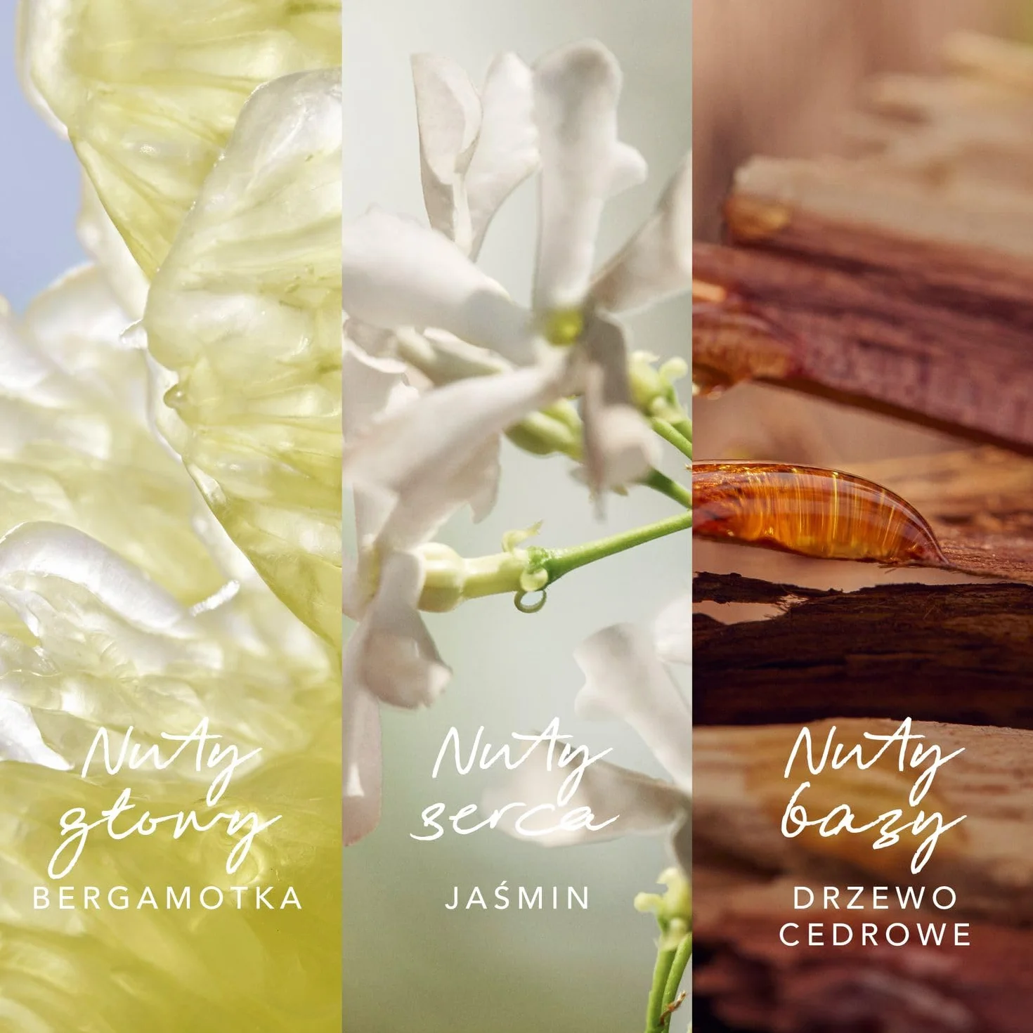 Mexx Inspired Nature Woda Perfumowana dla Kobiet 50 ml Bergamotka Jaśmin Drzewo Sandałowego