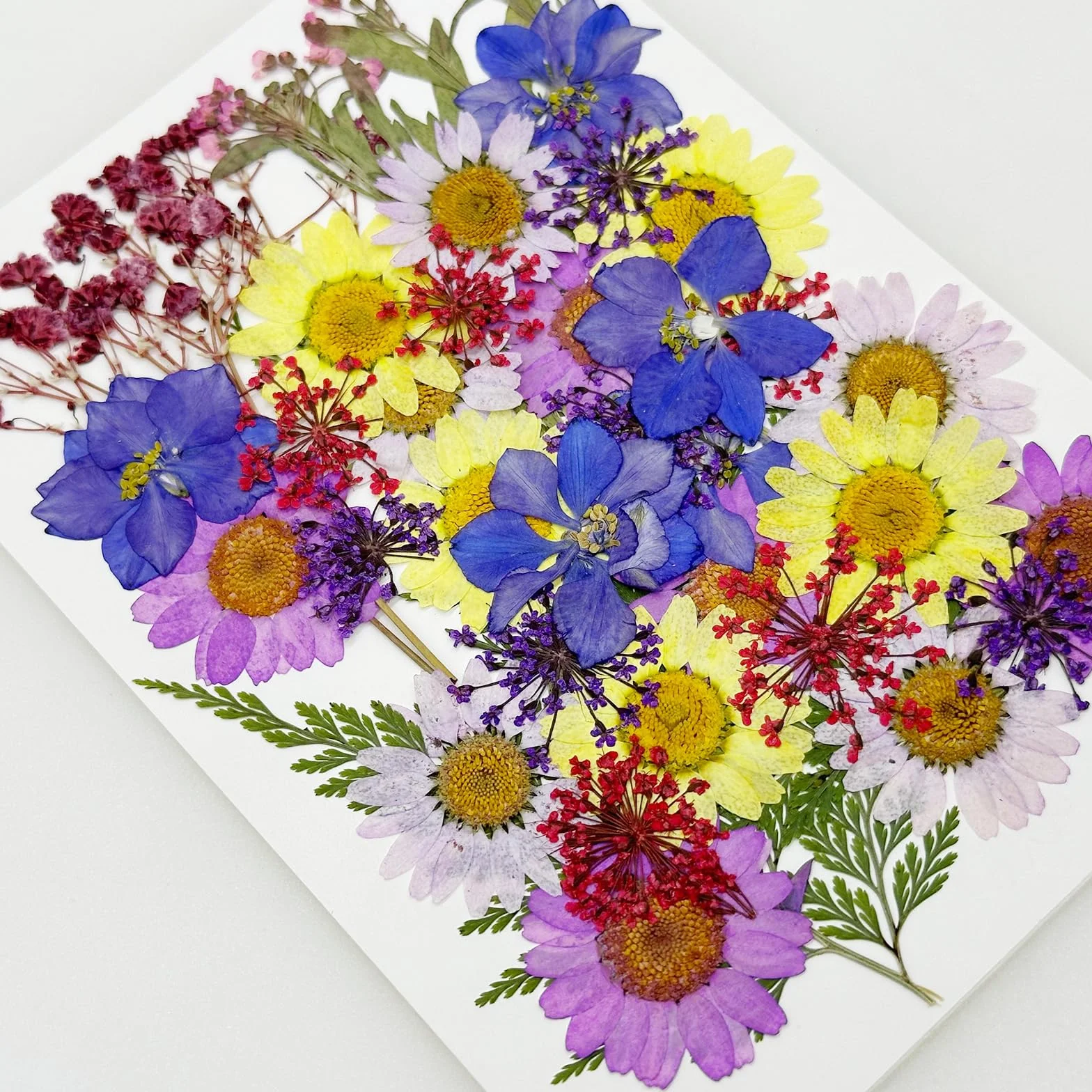 Cayway Naturalne suszone kwiaty, prasowane kwiaty, kolorowe kwiaty z żywicy, prawdziwe prasowane kwiaty do scrapbookingu, rękodzieła artystycznego, biżuterii z żywicy epoksydowej, materiałów do