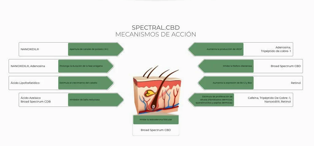 Spectral Cbd Tto Anticaida Locion 60 ml
