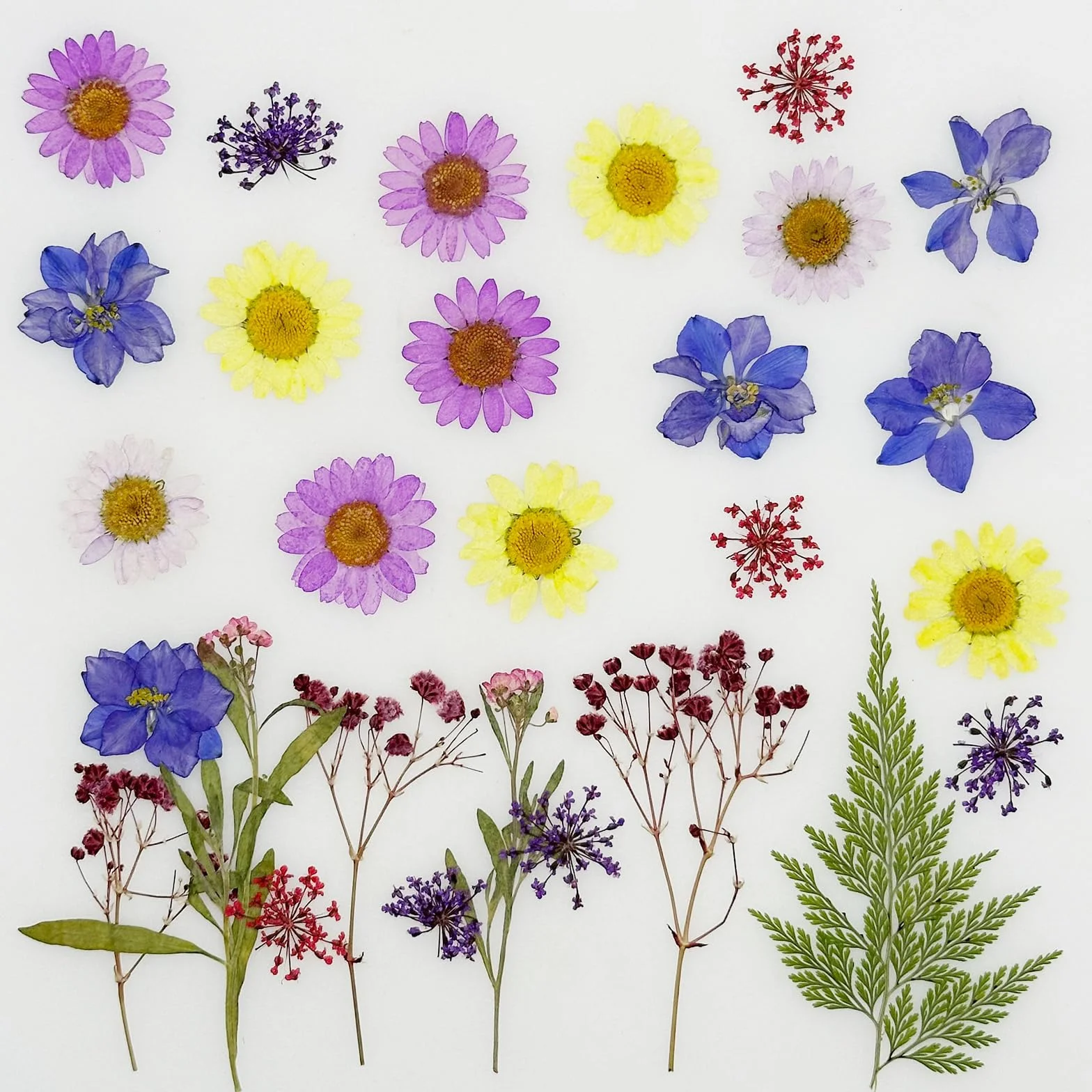 Cayway Naturalne suszone kwiaty, prasowane kwiaty, kolorowe kwiaty z żywicy, prawdziwe prasowane kwiaty do scrapbookingu, rękodzieła artystycznego, biżuterii z żywicy epoksydowej, materiałów do