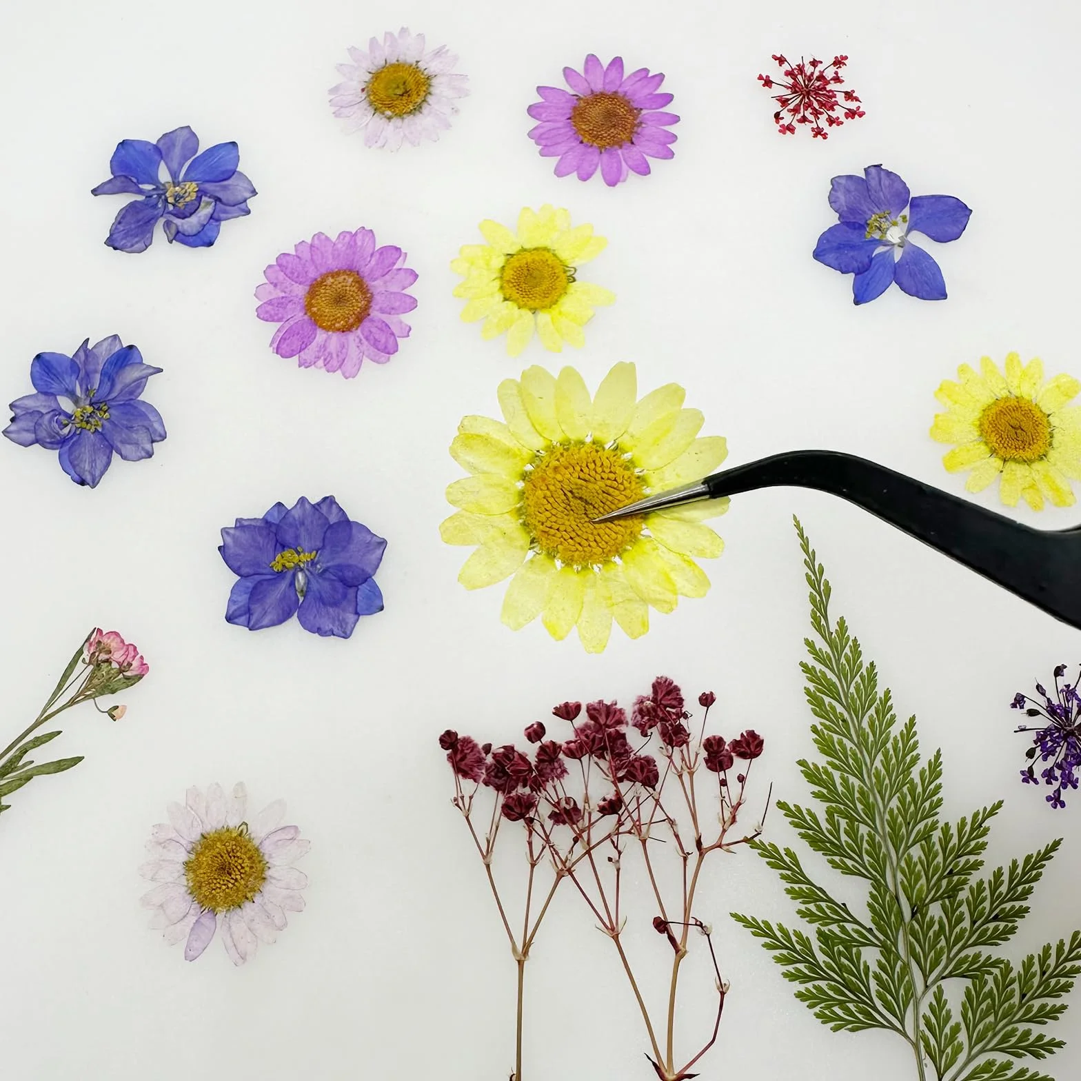 Cayway Naturalne suszone kwiaty, prasowane kwiaty, kolorowe kwiaty z żywicy, prawdziwe prasowane kwiaty do scrapbookingu, rękodzieła artystycznego, biżuterii z żywicy epoksydowej, materiałów do