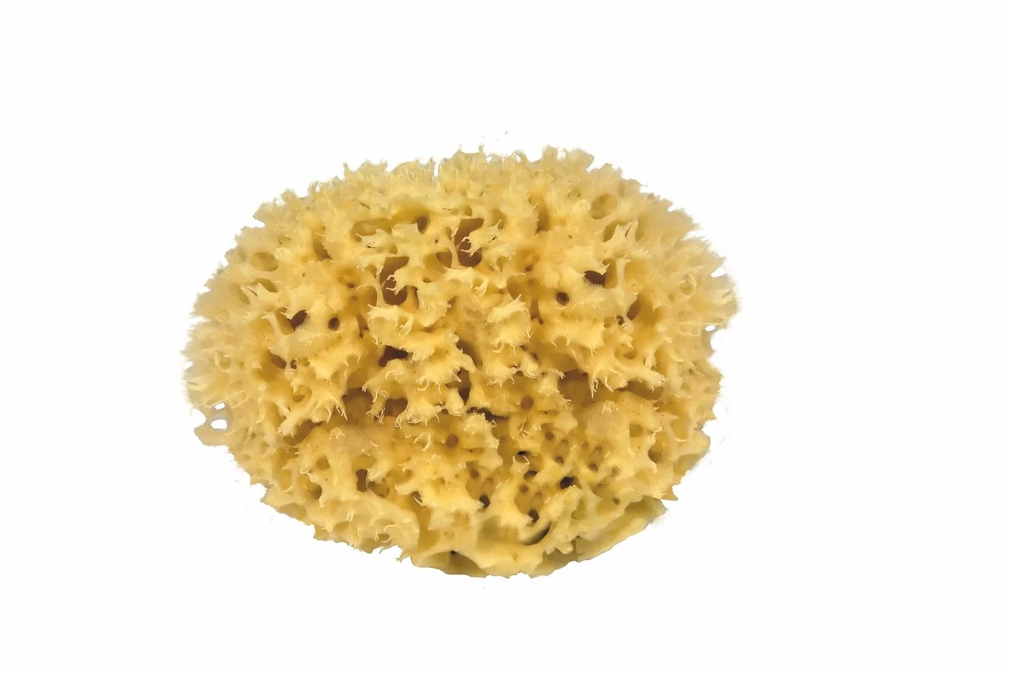 CROLL & DENECKE M130 naturalna gąbka z Morza Śródziemnego 13 cm